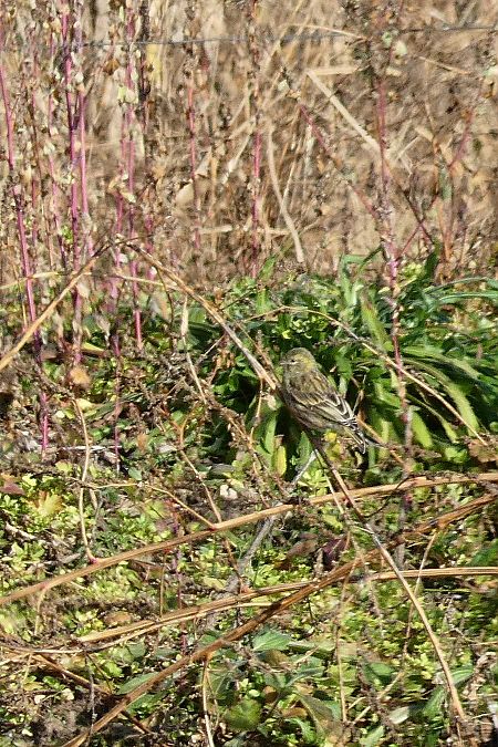Verzellino  - Massimiliano Pidò