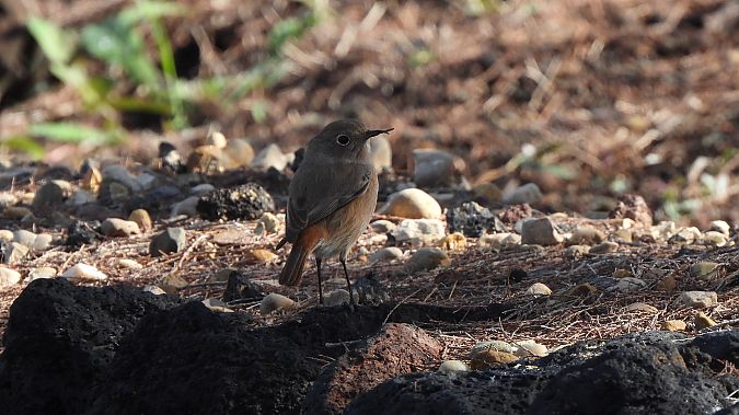 Codirosso algerino  - Lorenza Piretta
