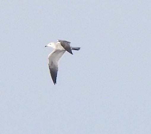 Gabbiano corso  - Lorenza Piretta