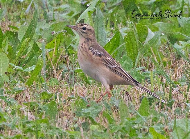 Calandro maggiore  - Emanuele Stival