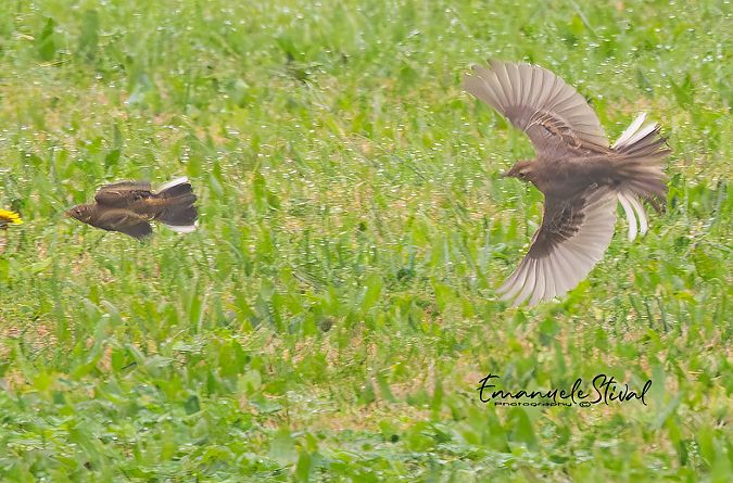 Calandro maggiore  - Emanuele Stival