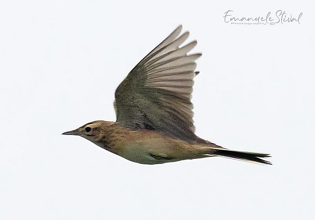 Calandro maggiore  - Emanuele Stival