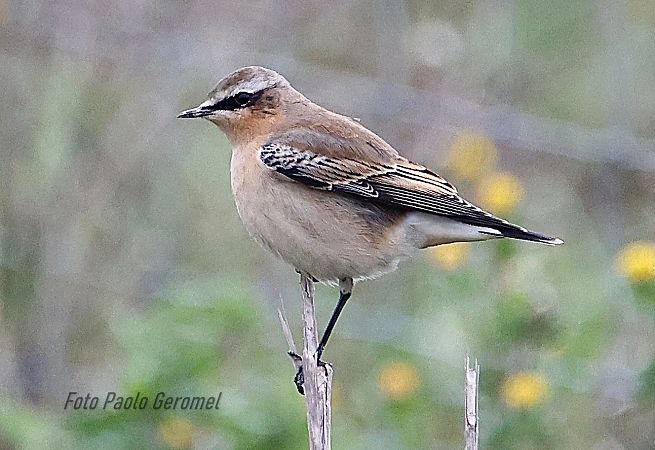 Culbianco  - Emanuele Stival