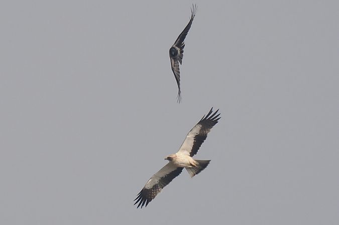 Aquila minore  - Aldo Tonelli