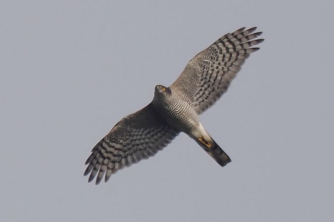 Sparviere  - Aldo Tonelli