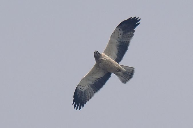 Aquila minore  - Aldo Tonelli