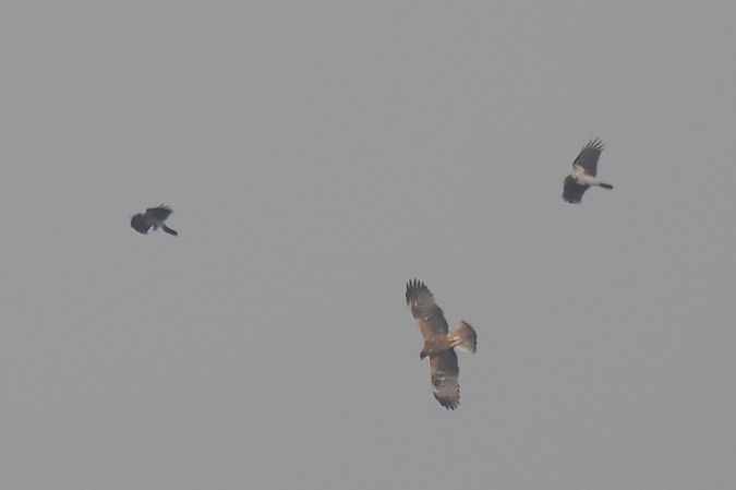 Aquila minore  - Aldo Tonelli