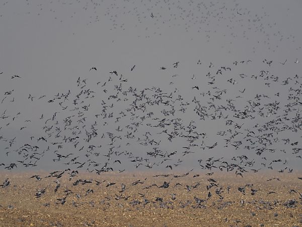 Colombaccio  - Aldo Tonelli