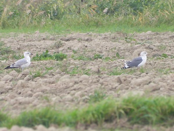 Zafferano  - Lorenzo Cairo