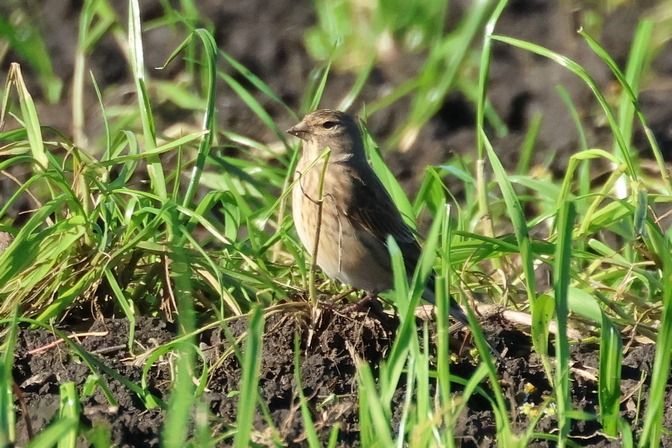 Fanello  - Giuseppe Colombo
