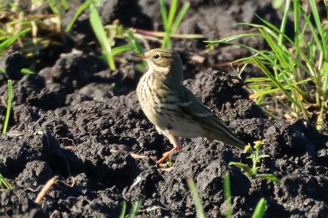 Pispola  - Giuseppe Colombo