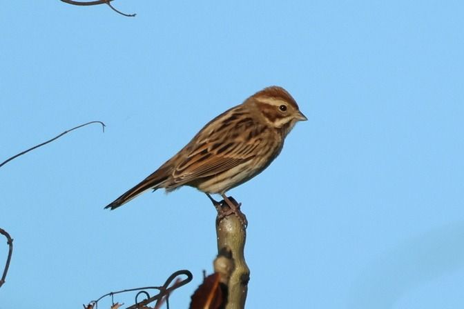 Migliarino di palude  - Giuseppe Colombo