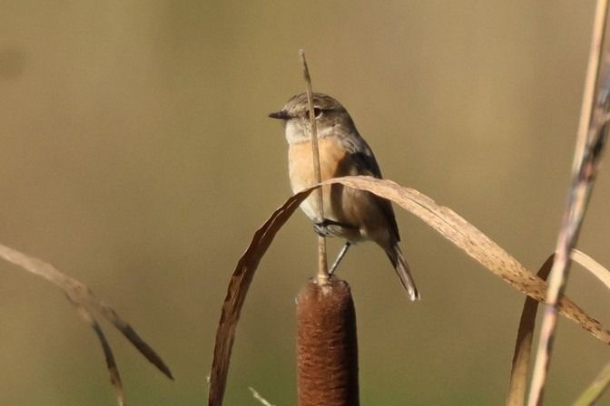 Saltimpalo comune  - Giuseppe Colombo