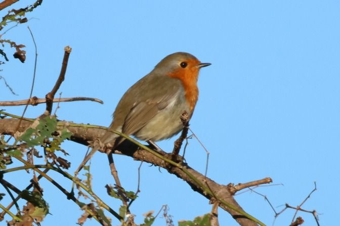 Pettirosso  - Giuseppe Colombo