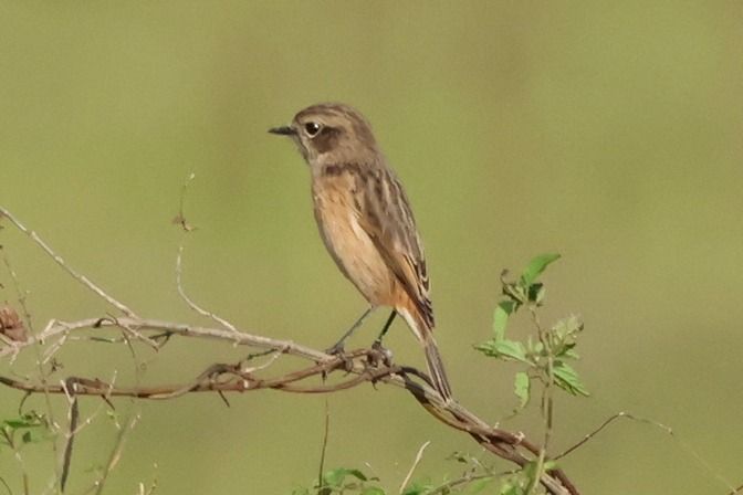 Saltimpalo comune  - Giuseppe Colombo