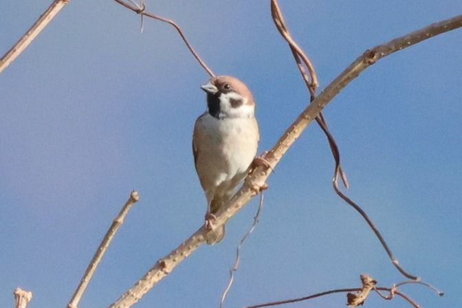 Moineau friquet  - Giuseppe Colombo