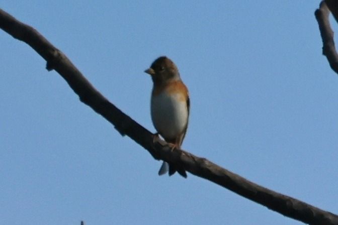 Peppola  - Giuseppe Colombo