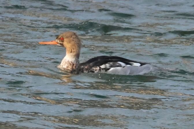 Smergo minore  - Giuseppe Colombo