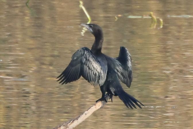 Marangone minore  - Giuseppe Colombo