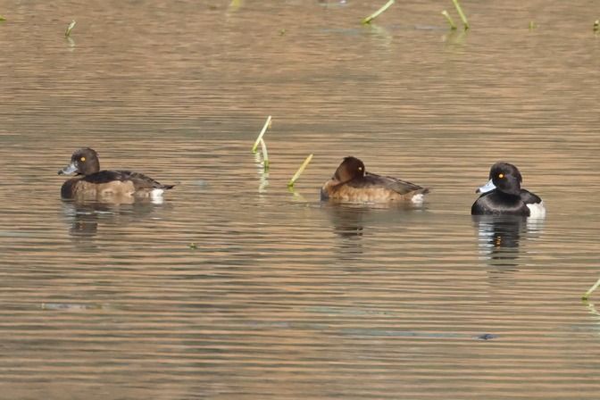 Moretta  - Giuseppe Colombo