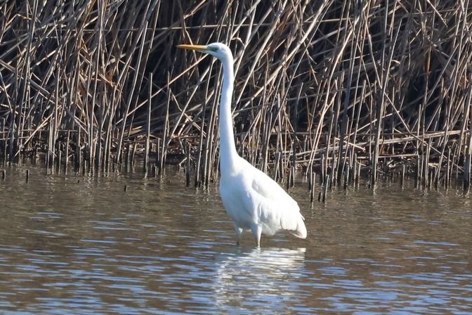 Airone bianco  - Giuseppe Colombo