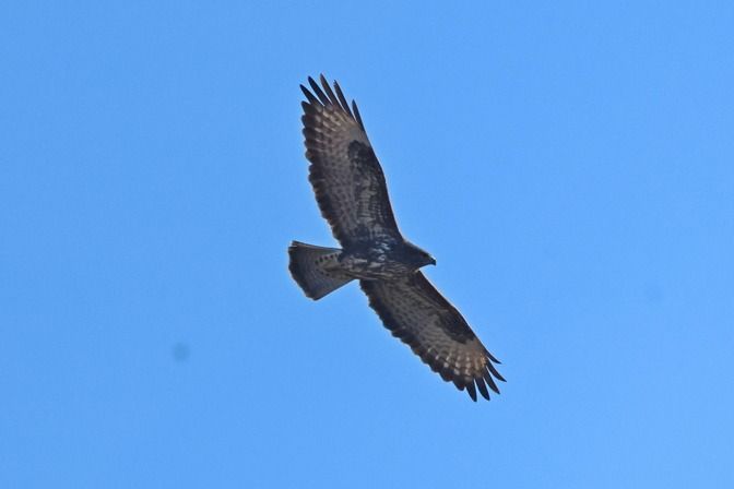 Poiana  - Giuseppe Colombo