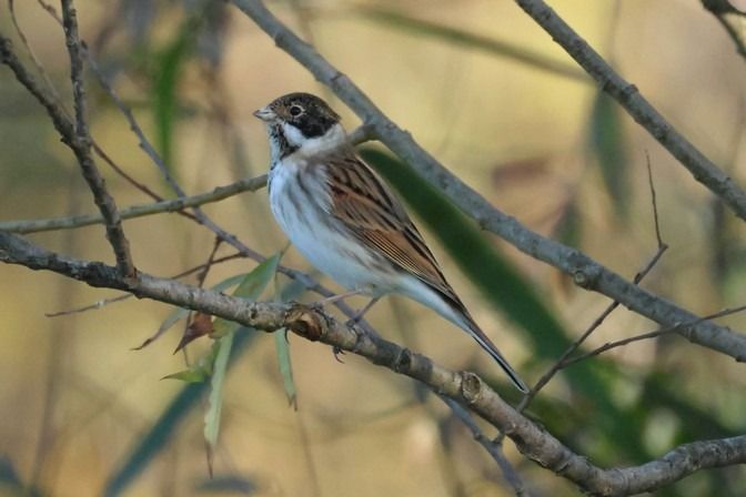 Migliarino di palude  - Giuseppe Colombo