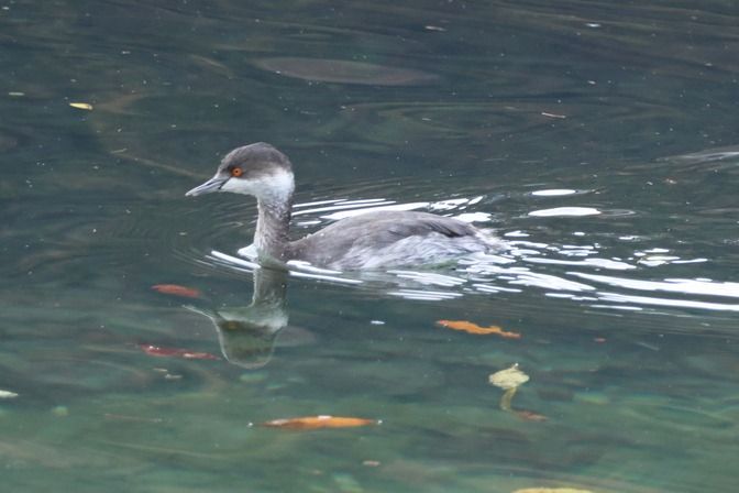 Svasso piccolo  - Giuseppe Colombo