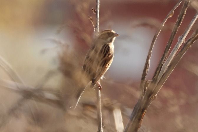 Migliarino di palude  - Giuseppe Colombo