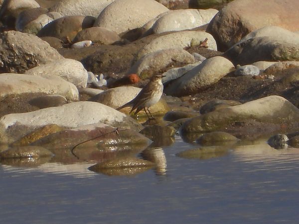 Spioncello  - Silvana Nembrini