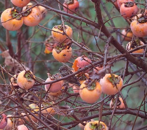 Passera oltremontana  - Olmo Marazzani