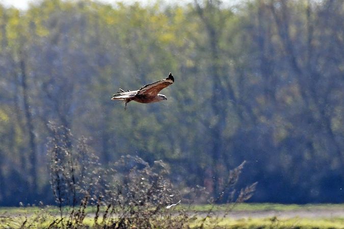 Poiana codabianca  - Alfio Sala
