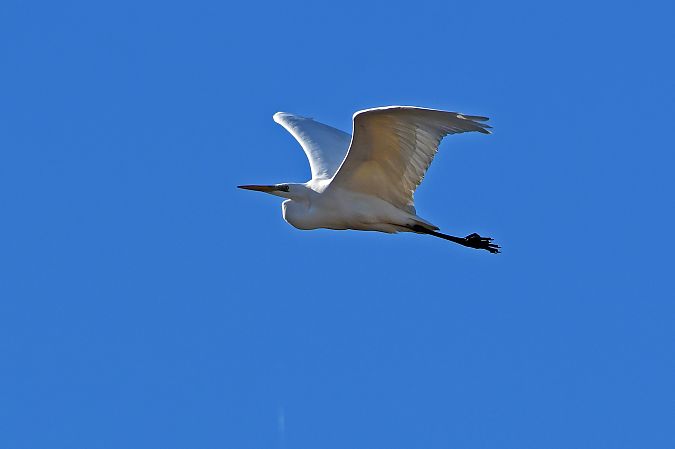 Airone bianco  - Alfio Sala