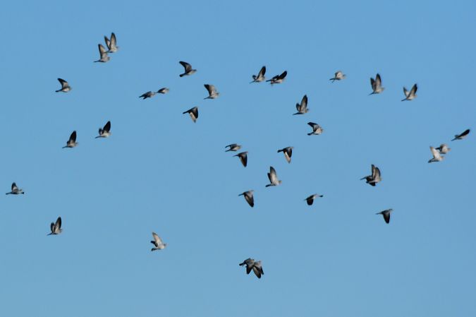 Pigeon colombin  - Alfio Sala