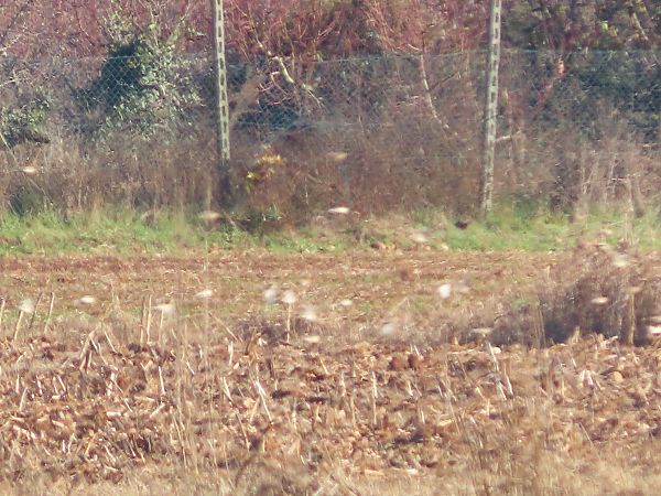 Alaudidae indet.  - Enrico Catalano