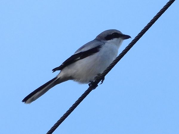 Averla maggiore  - Francesco Barberini