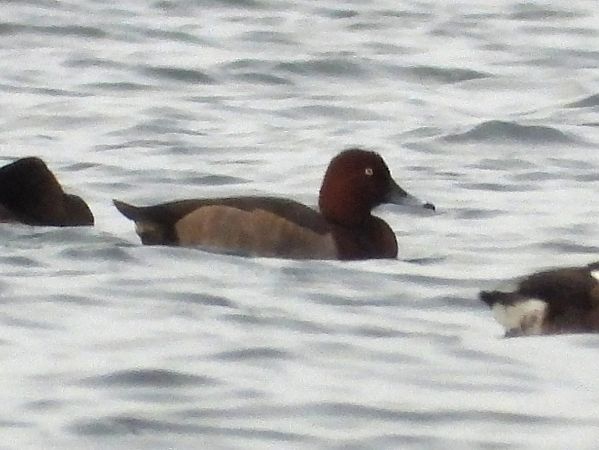 Ibrido di anatra  - Francesco Barberini