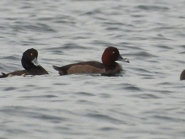 Ibrido di anatra  - Francesco Barberini