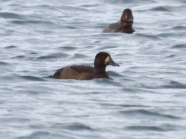 Moretta grigia  - Francesco Barberini