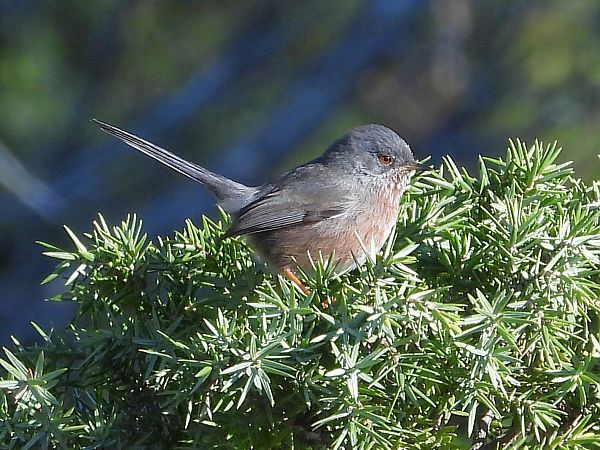 Magnanina  - Francesco Barberini