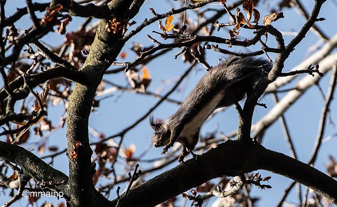 Scoiattolo comune europeo  - Mario Maino