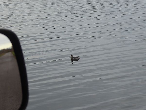 Svasso collorosso  - Andrea Rocco