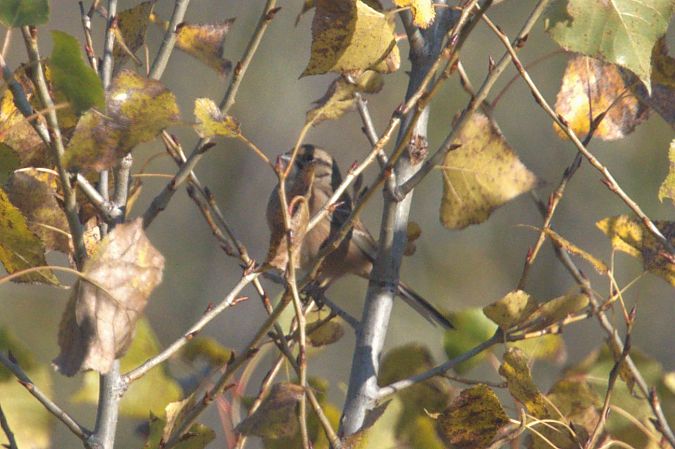 Zigolo muciatto  - Giuseppe Speranza