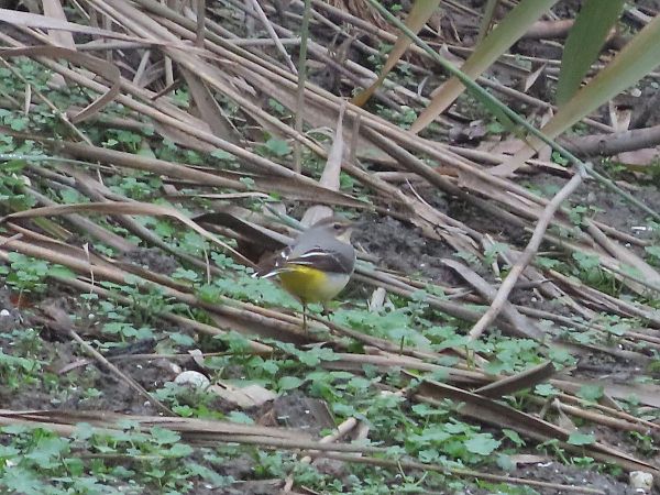 Ballerina gialla  - Donatella Rottichieri