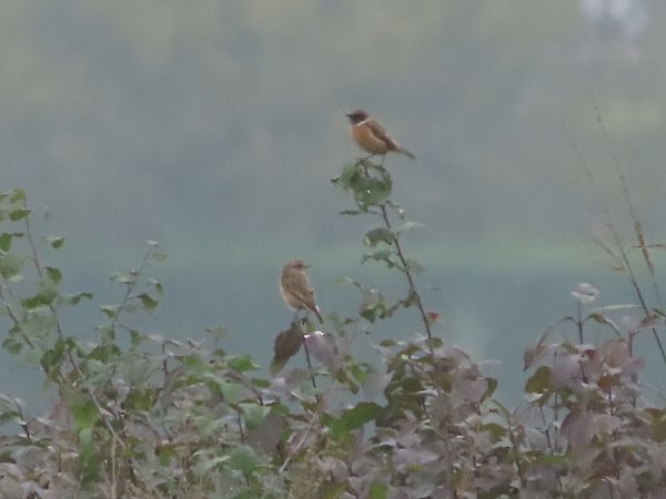 Saltimpalo comune  - Donatella Rottichieri