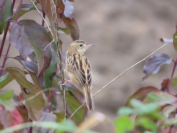 Beccamoschino  - Donatella Rottichieri