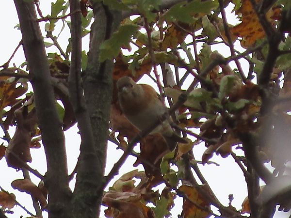 Peppola  - Donatella Rottichieri