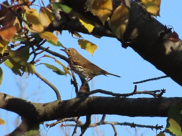 Tordo bottaccio  - Donatella Rottichieri