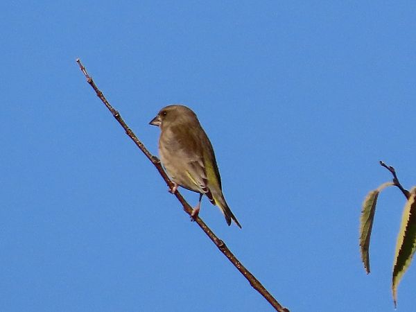 Verdone  - Donatella Rottichieri