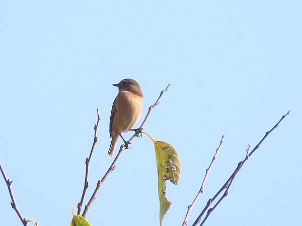 Saltimpalo comune  - Donatella Rottichieri